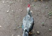 Ayam Kampung Jago Jantan Sehat