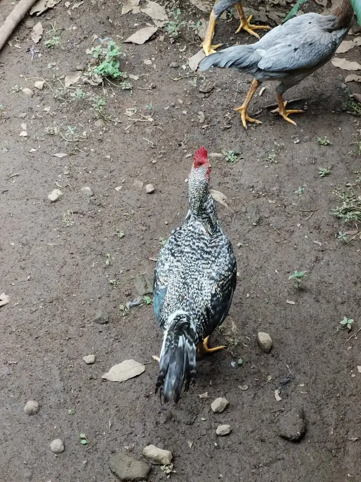 Ayam Kampung Jago Jantan Sehat