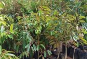 Bibit Durian Okulasi Super Unggul