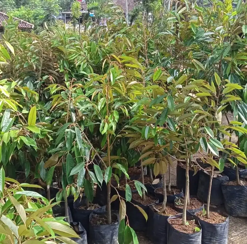 Bibit Durian Okulasi Super Unggul