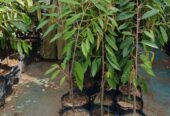 Bibit Durian Okulasi Super Unggul