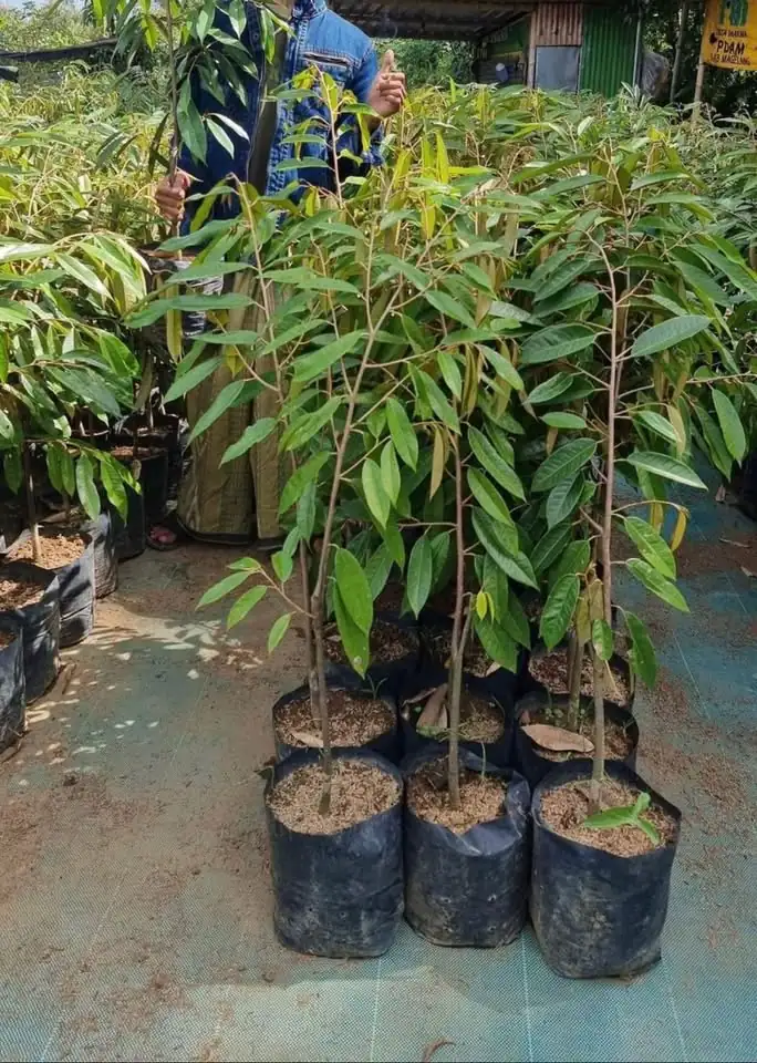 Bibit Durian Okulasi Super Unggul