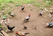 Ayam Kampung Jago Jantan Sehat