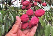 Ready Bibit Leci Merah Okulasi