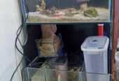 Aquarium air laut