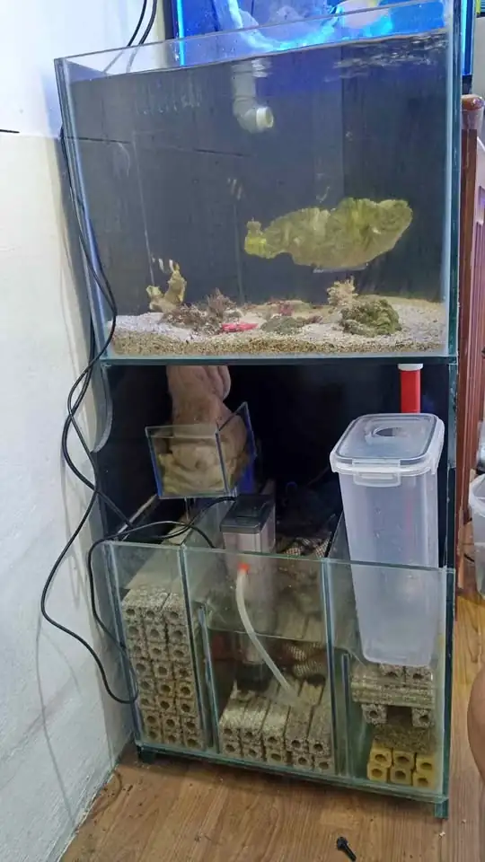 Aquarium air laut