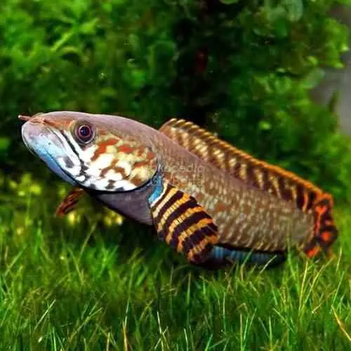 Channa Bleheri Size 12cm an