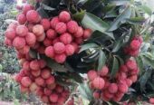 Ready Bibit Leci Merah Okulasi