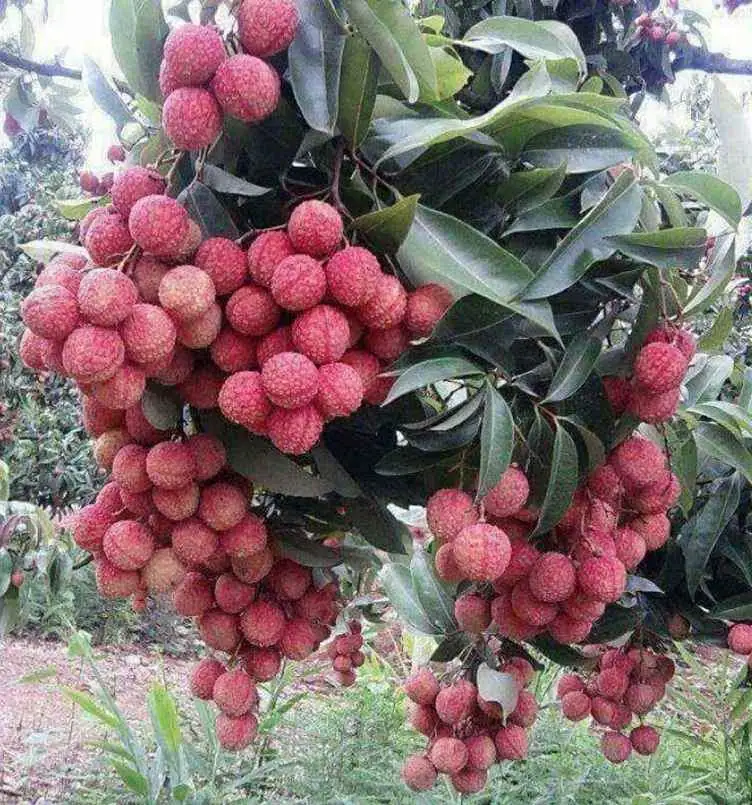 Ready Bibit Leci Merah Okulasi