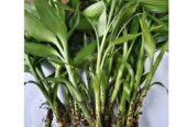 Bibit tanaman hias bambu hoki murah