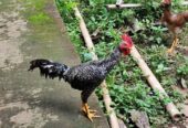 Ayam Kampung Jago Jantan Sehat