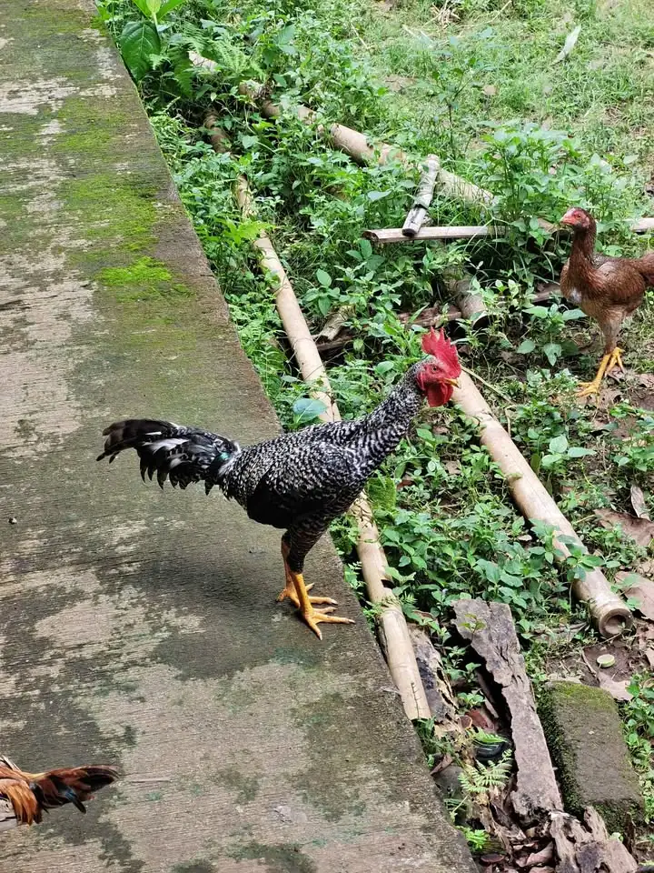 Ayam Kampung Jago Jantan Sehat