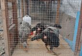 JUAL ANAK AYAM ADA 7 EKOR UMUR 2 BLN