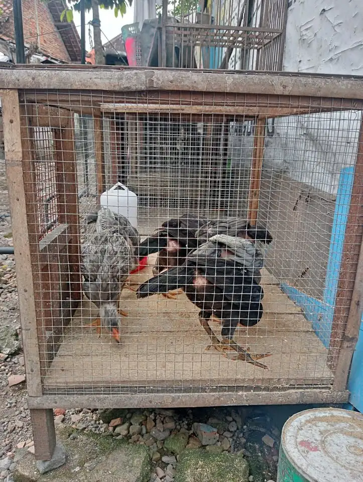 JUAL ANAK AYAM ADA 7 EKOR UMUR 2 BLN