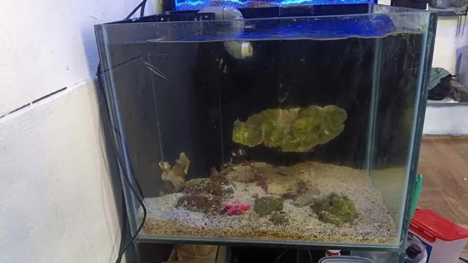 Aquarium air laut