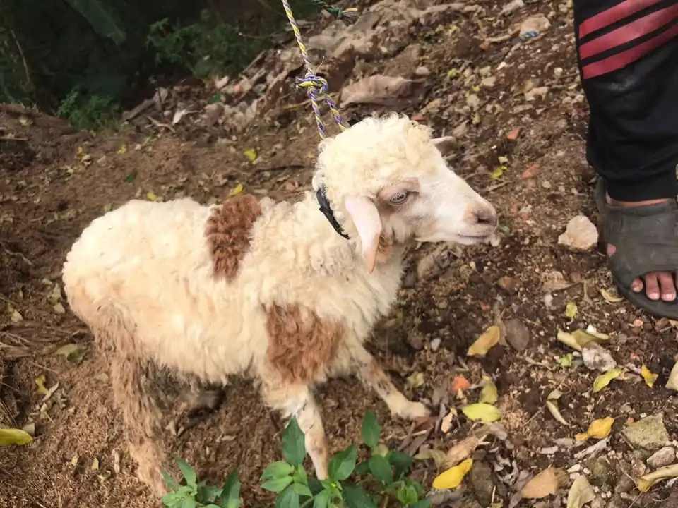 Anakan domba & kambing