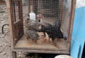 JUAL ANAK AYAM ADA 7 EKOR UMUR 2 BLN