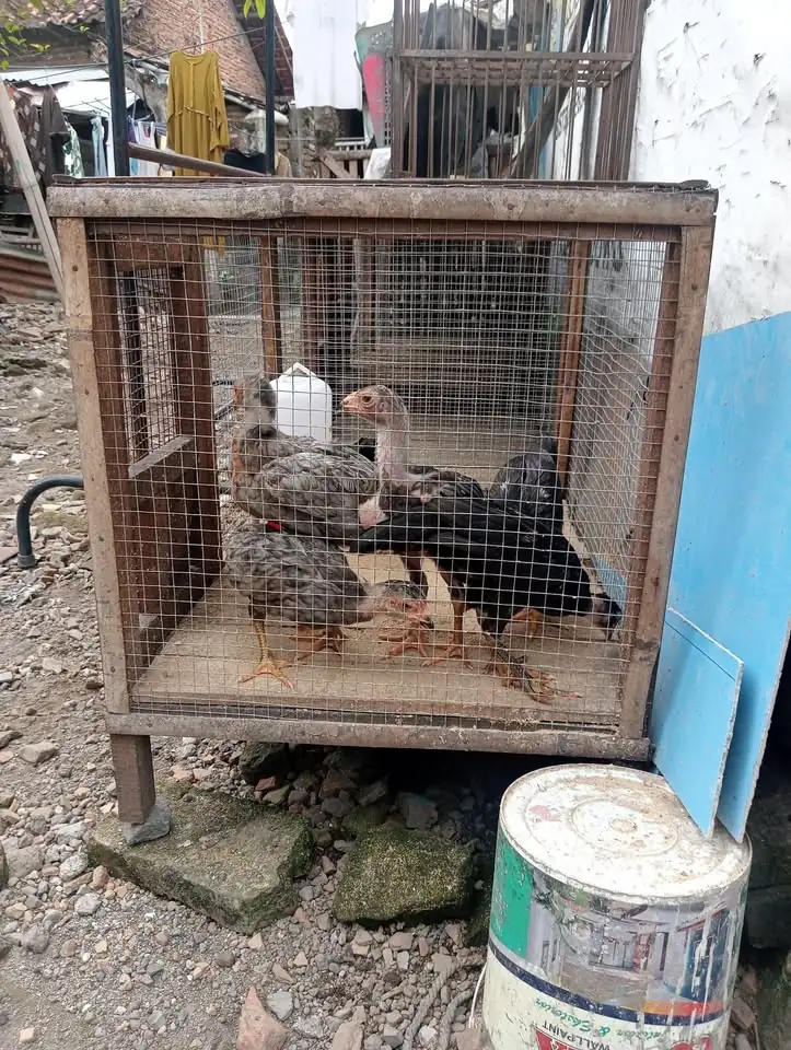 JUAL ANAK AYAM ADA 7 EKOR UMUR 2 BLN