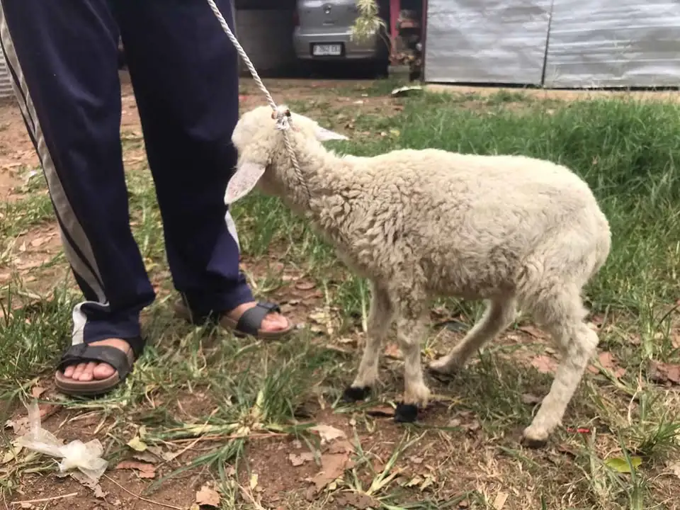Anakan domba & kambing