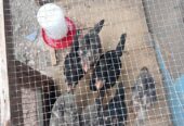 JUAL ANAK AYAM ADA 7 EKOR UMUR 2 BLN