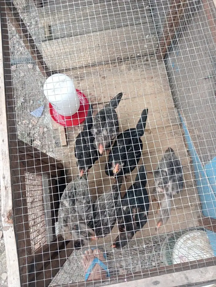 JUAL ANAK AYAM ADA 7 EKOR UMUR 2 BLN