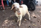 Anakan domba & kambing