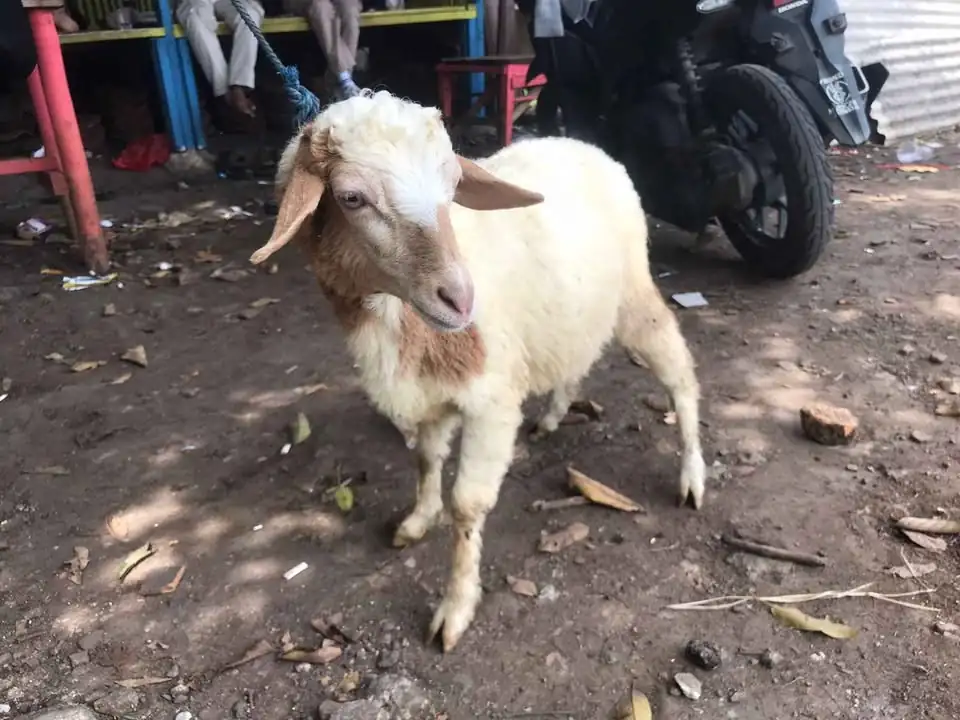 Anakan domba & kambing