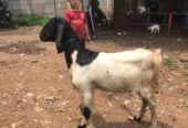 Anakan domba & kambing