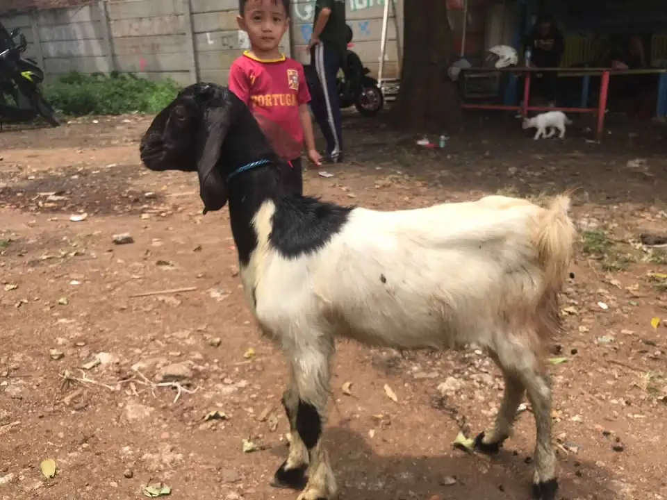 Anakan domba & kambing