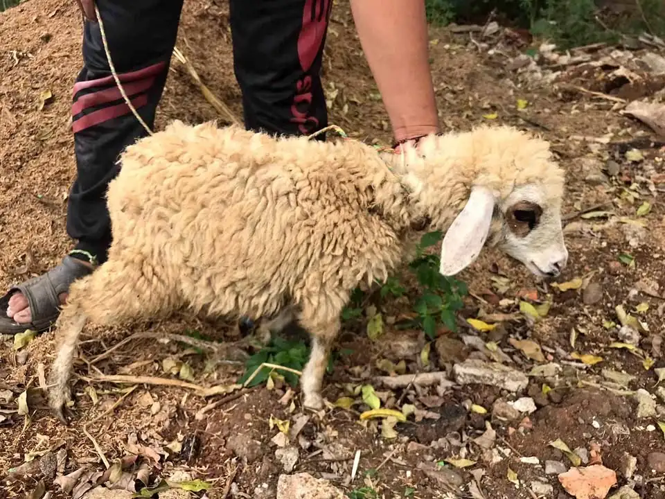 Anakan domba & kambing