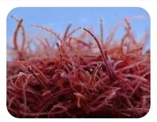 Cacing Sutra Pakan Ikan perliter