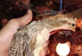 Ayam KUB 2 umur 3 minggu murah