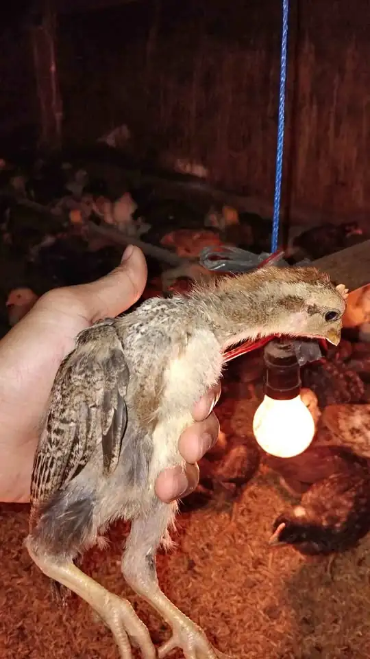 Ayam KUB 2 umur 3 minggu murah