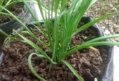 chives (kuchai)