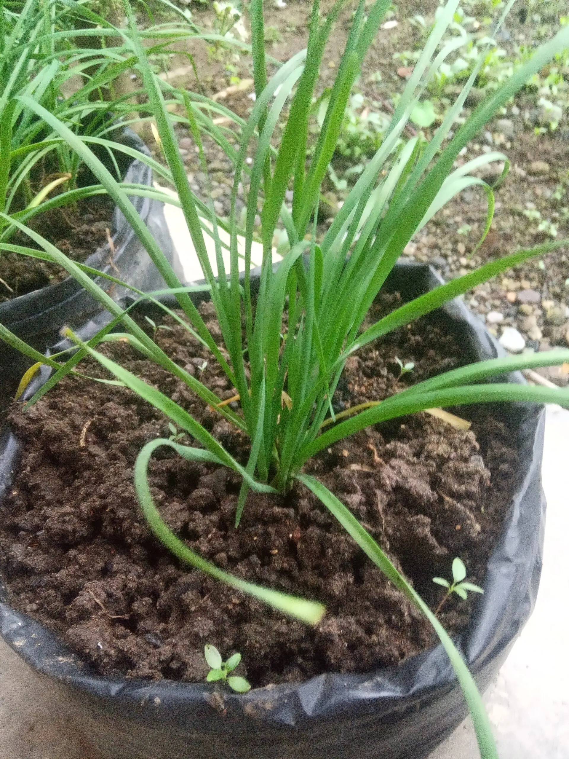 chives (kuchai)