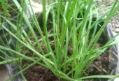 chives (kuchai)
