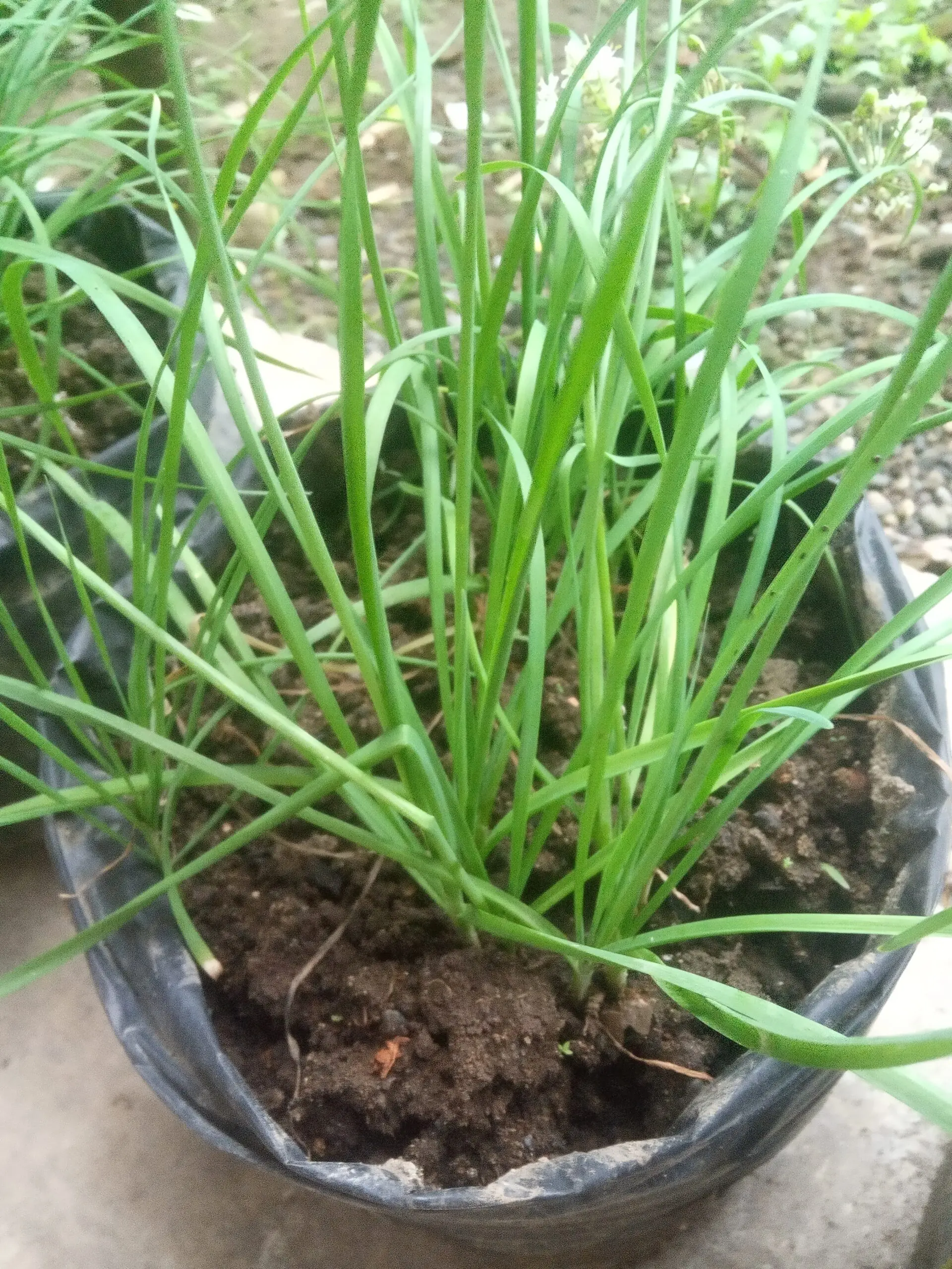 chives (kuchai)