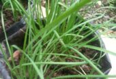chives (kuchai)