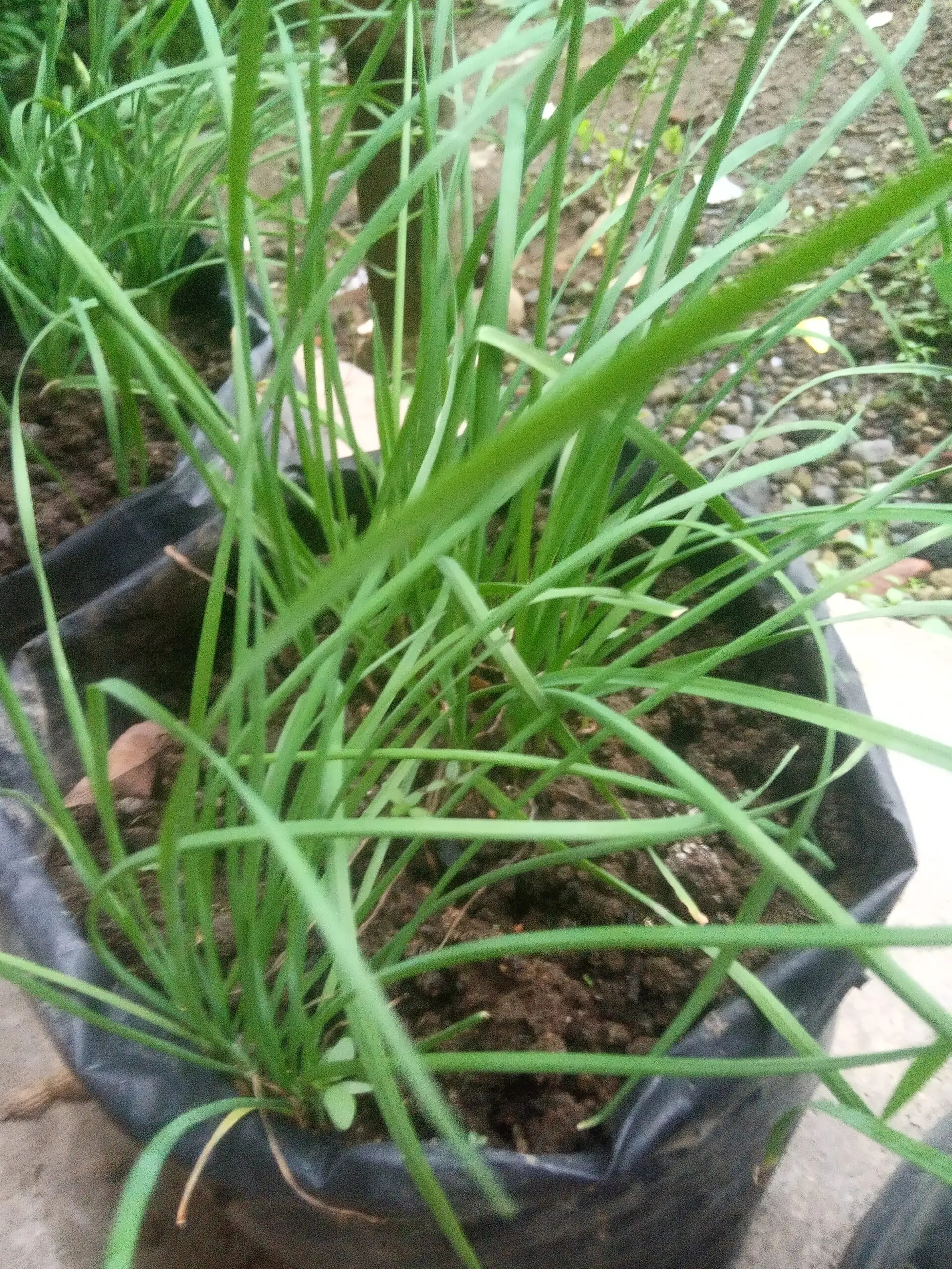 chives (kuchai)