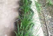 chives (kuchai)