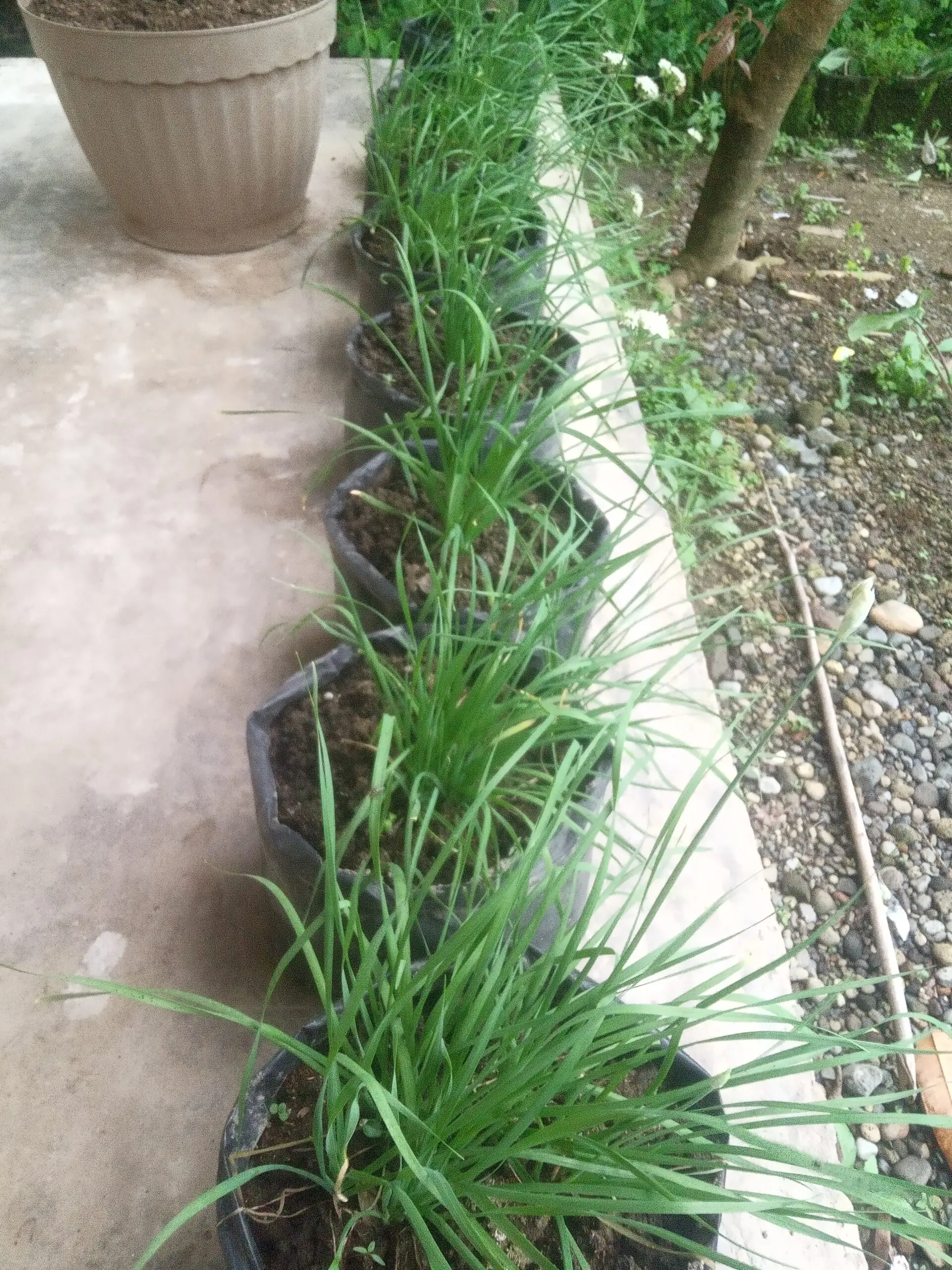 chives (kuchai)