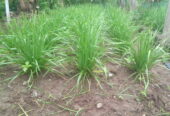 chives (kuchai)