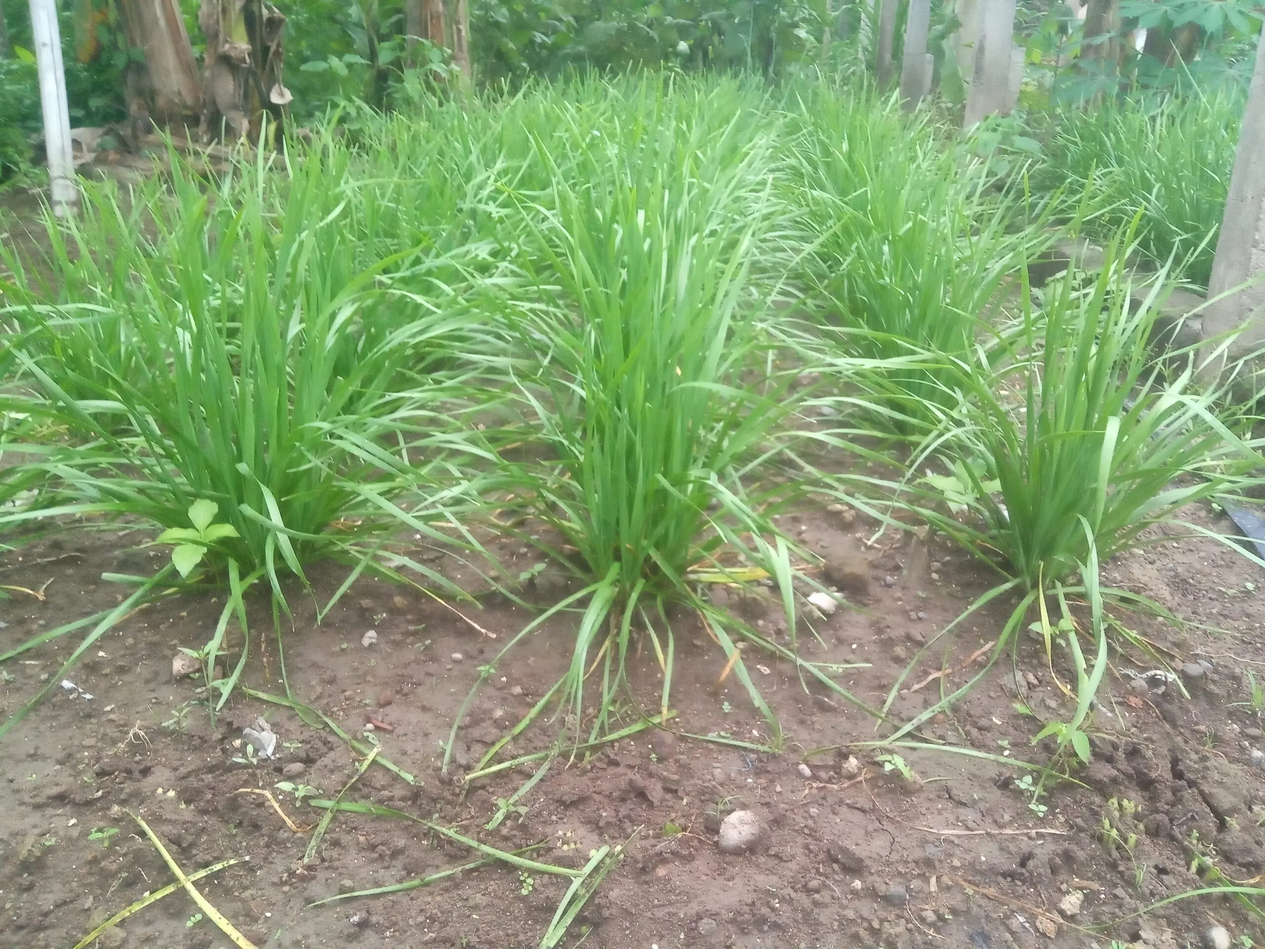 chives (kuchai)