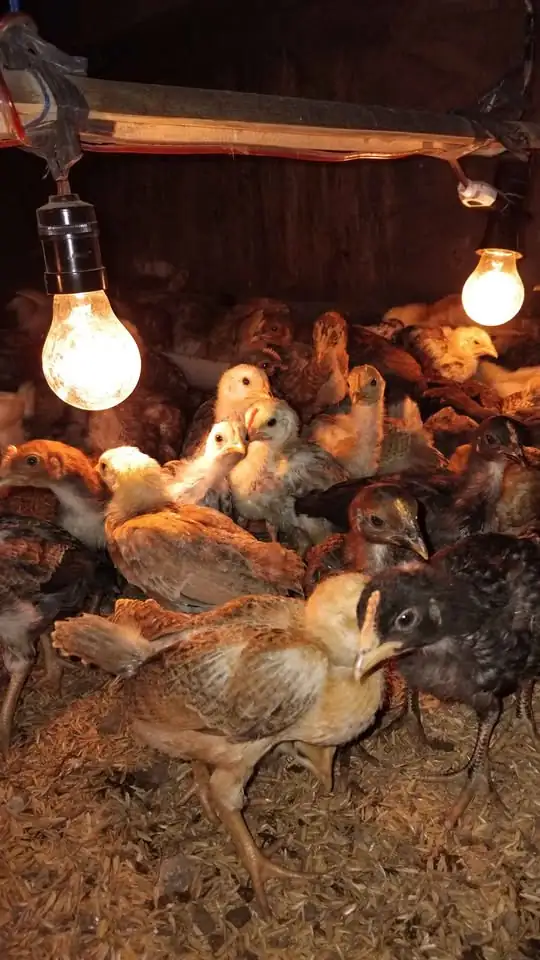Ayam KUB 2 umur 3 minggu murah