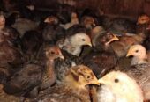 Ayam KUB 2 umur 3 minggu murah