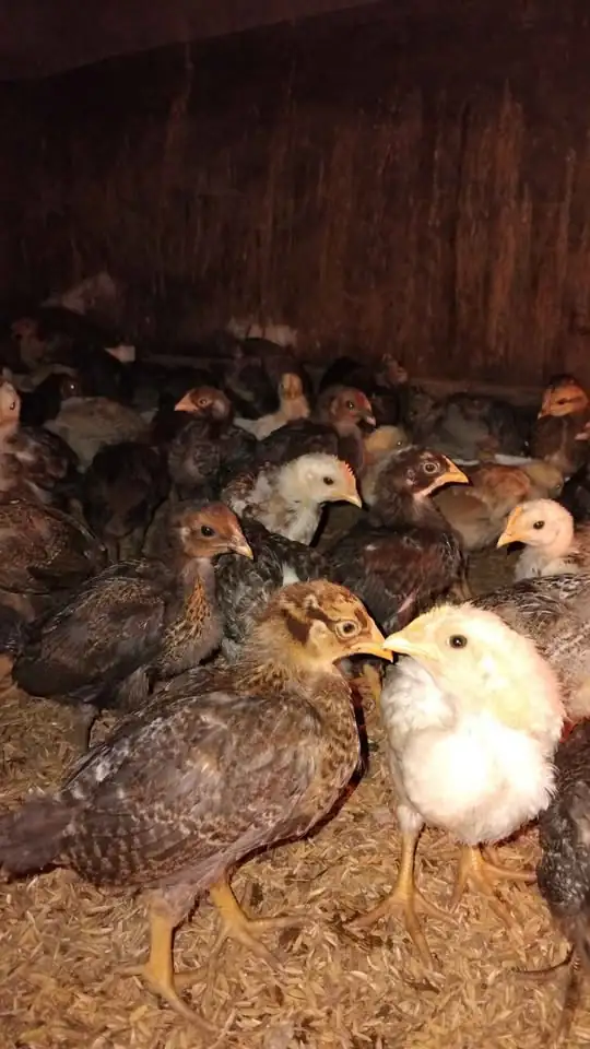 Ayam KUB 2 umur 3 minggu murah