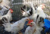 Jual Ayam Kate Hias Warna