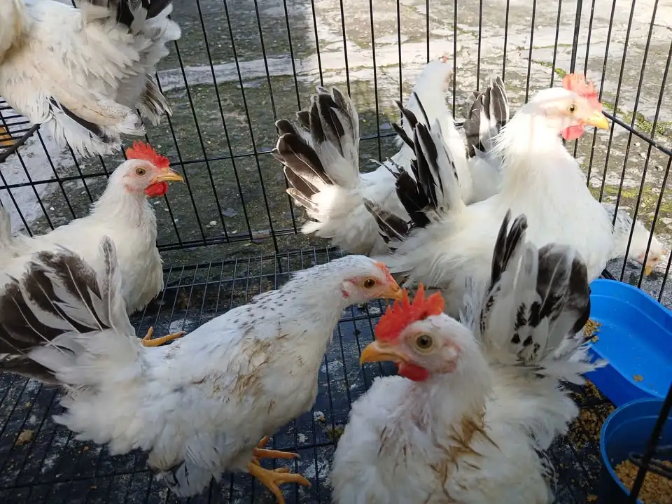 Jual Ayam Kate Hias Warna