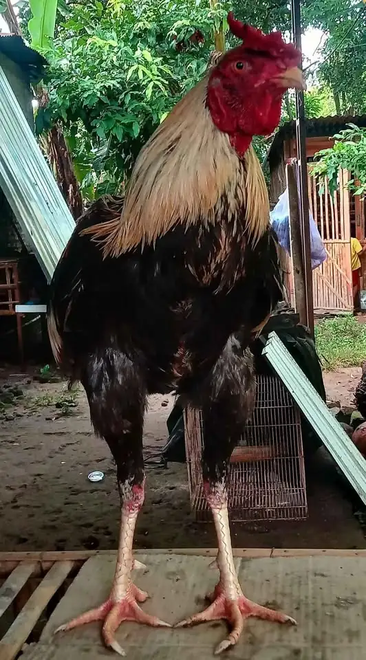 Jago bangkok mangon imogiri