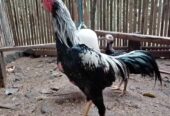 Ayam jago bangkok 200 nego
